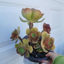❤buy 2 get 1
 free Very pretty tree rose succulent tree aeonium succulent roses