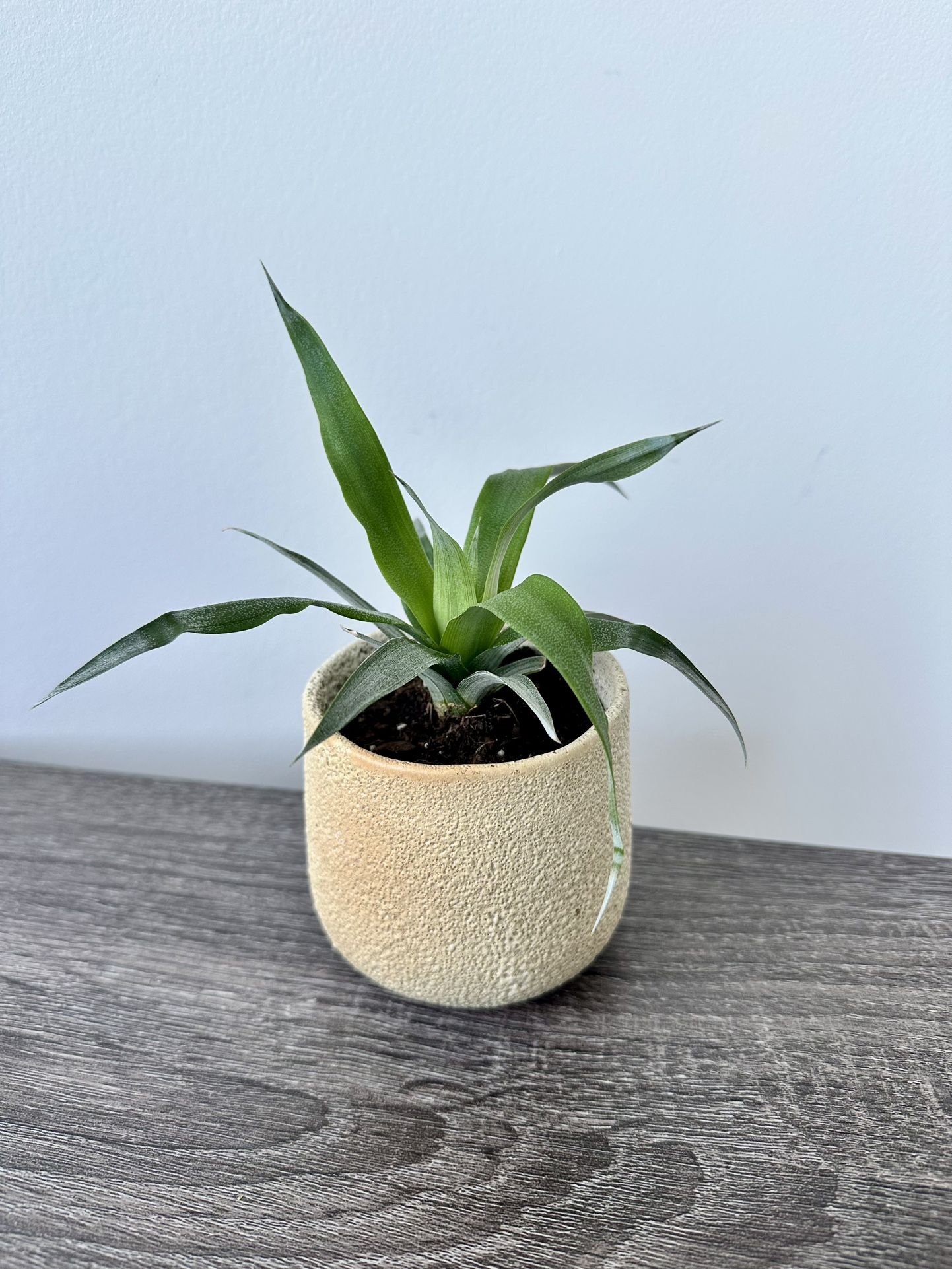 Pineapple Plant In Ceramic Pot