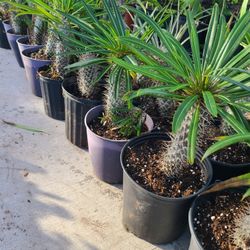 Madagascar palm flowers pink and white 1.5 tall