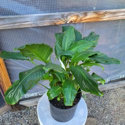 Peace Lily Plant 10" Pot 