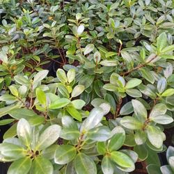 Green Island Ficus 3gl 🪴🪴$6