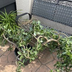 Big Green Plants( 2 Available) To Make Garden Green