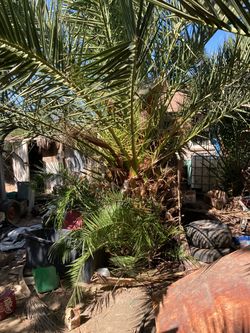 Canary island palm trees