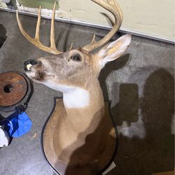 Deer head mount
