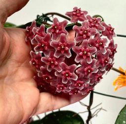 6” Hoya Fungii x Pubicalyx royal Hawaiian