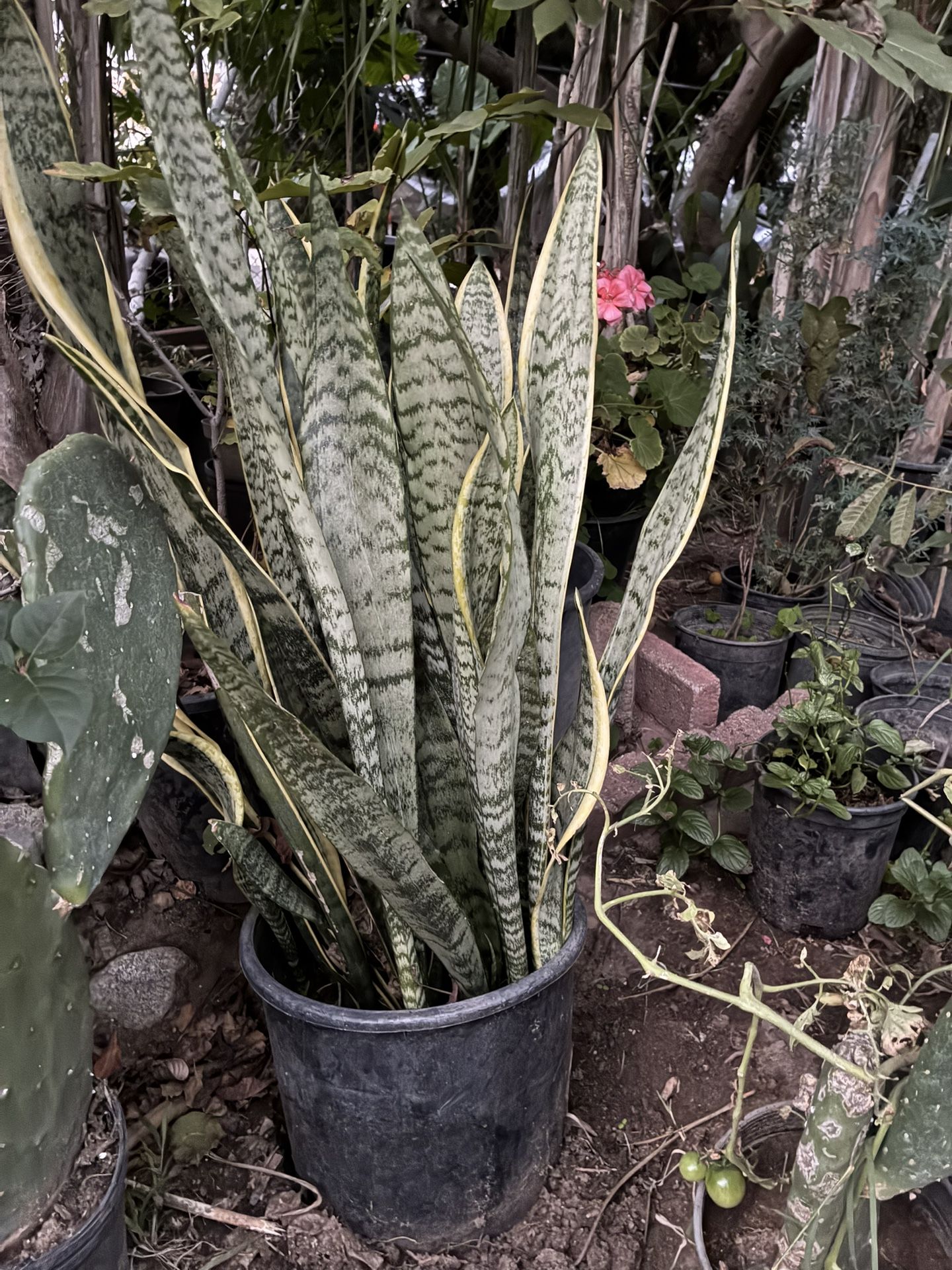 Snake Plant