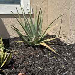 Aloe Plants 