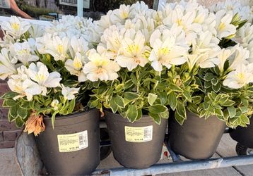 Peruvian lily white