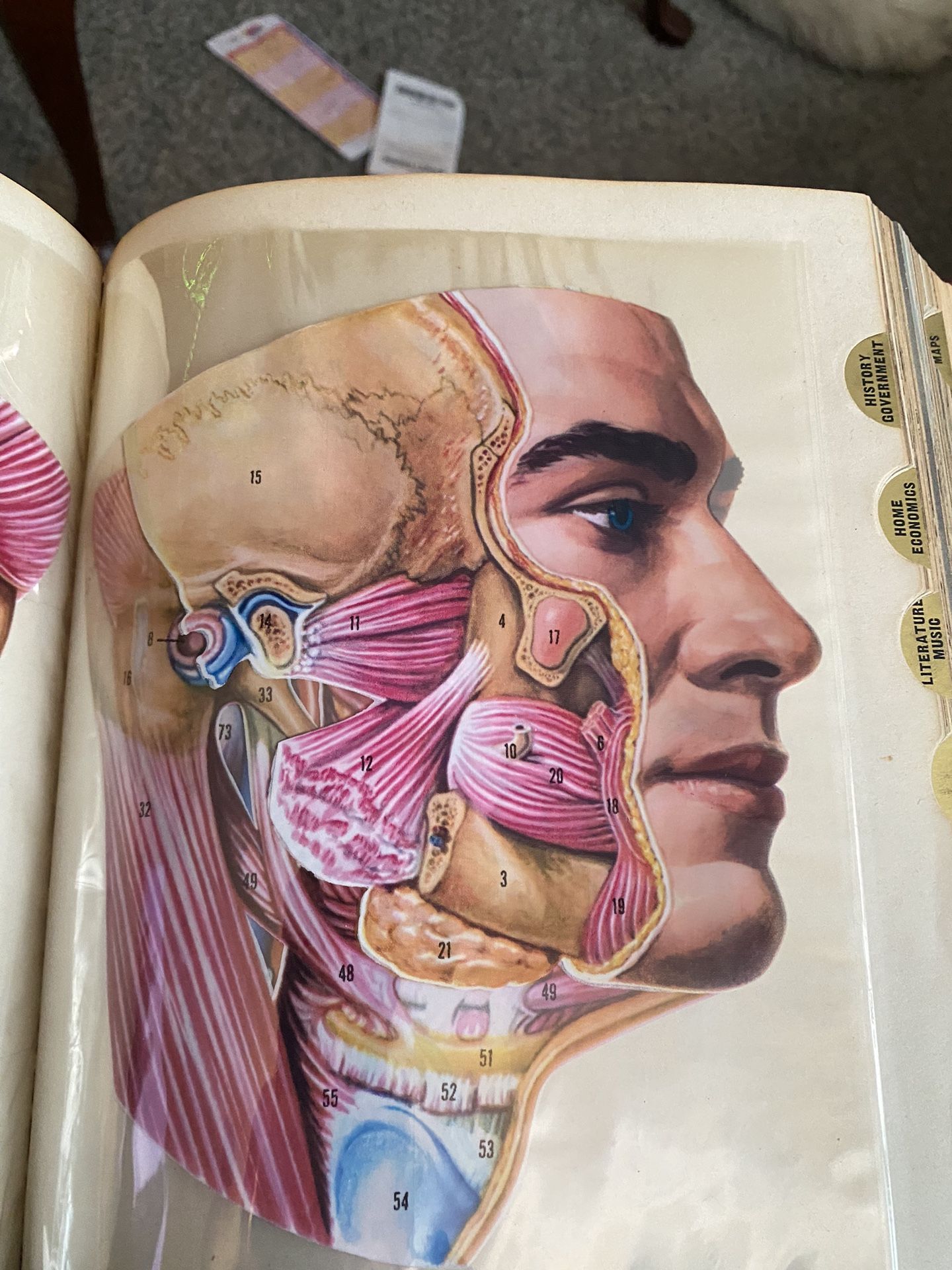 American Peoples Encyclopedia 1955