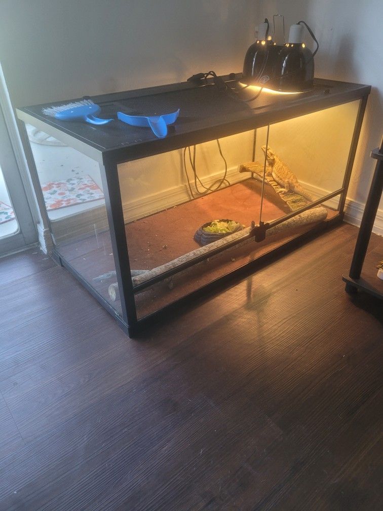 Fish Tank With Beard Dragon