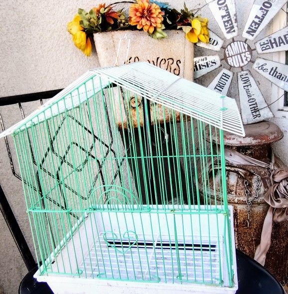 Bird Cage 