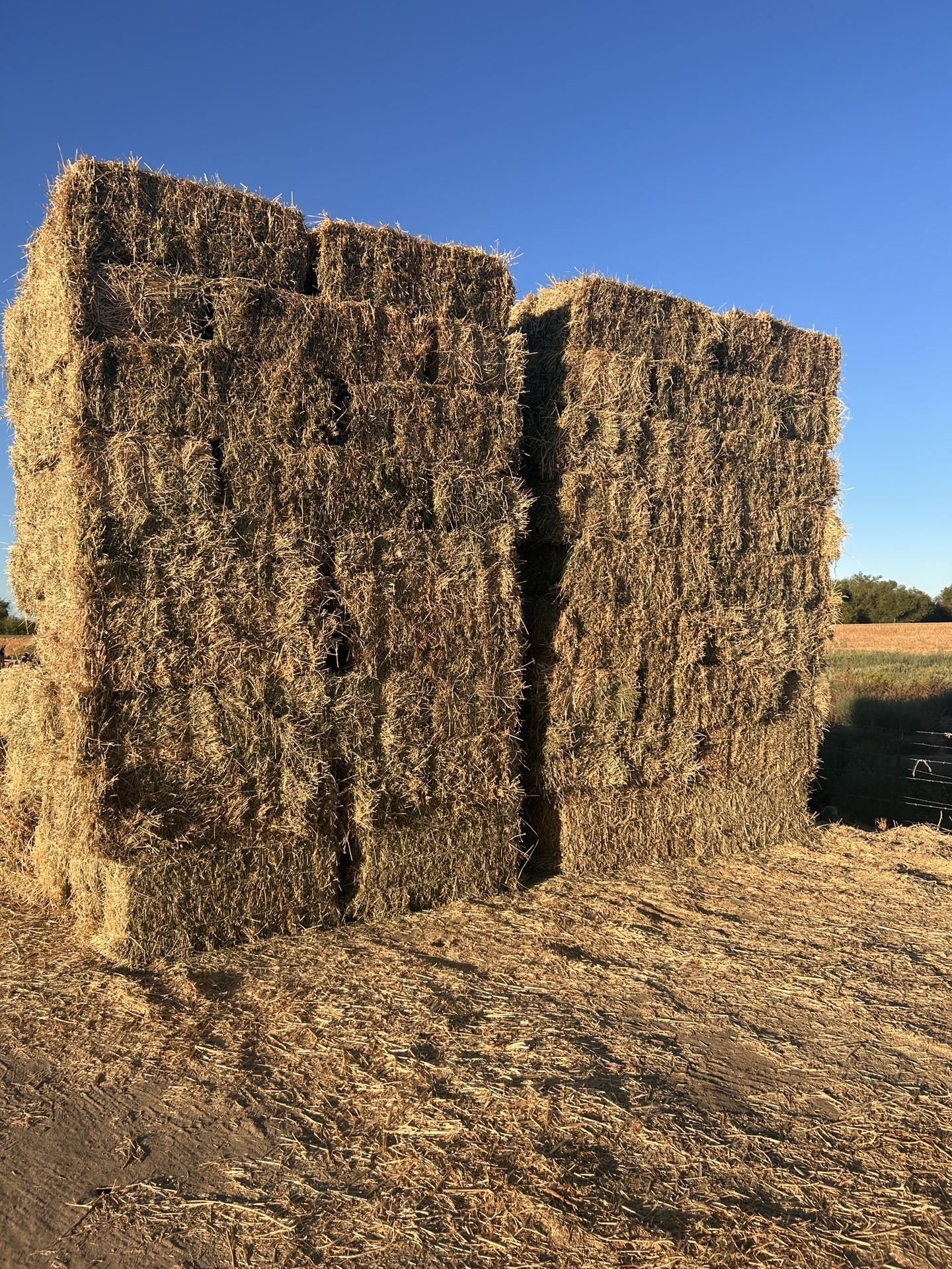 5th cut alfalfa with about 10% grass / 5 Corte alfalfa como con el 10% de sácate