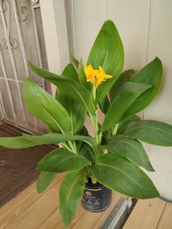 CANNA LILY EXTERIOR PLANT / $12 / NELLIS BLVD AND CHEYENNE AVE