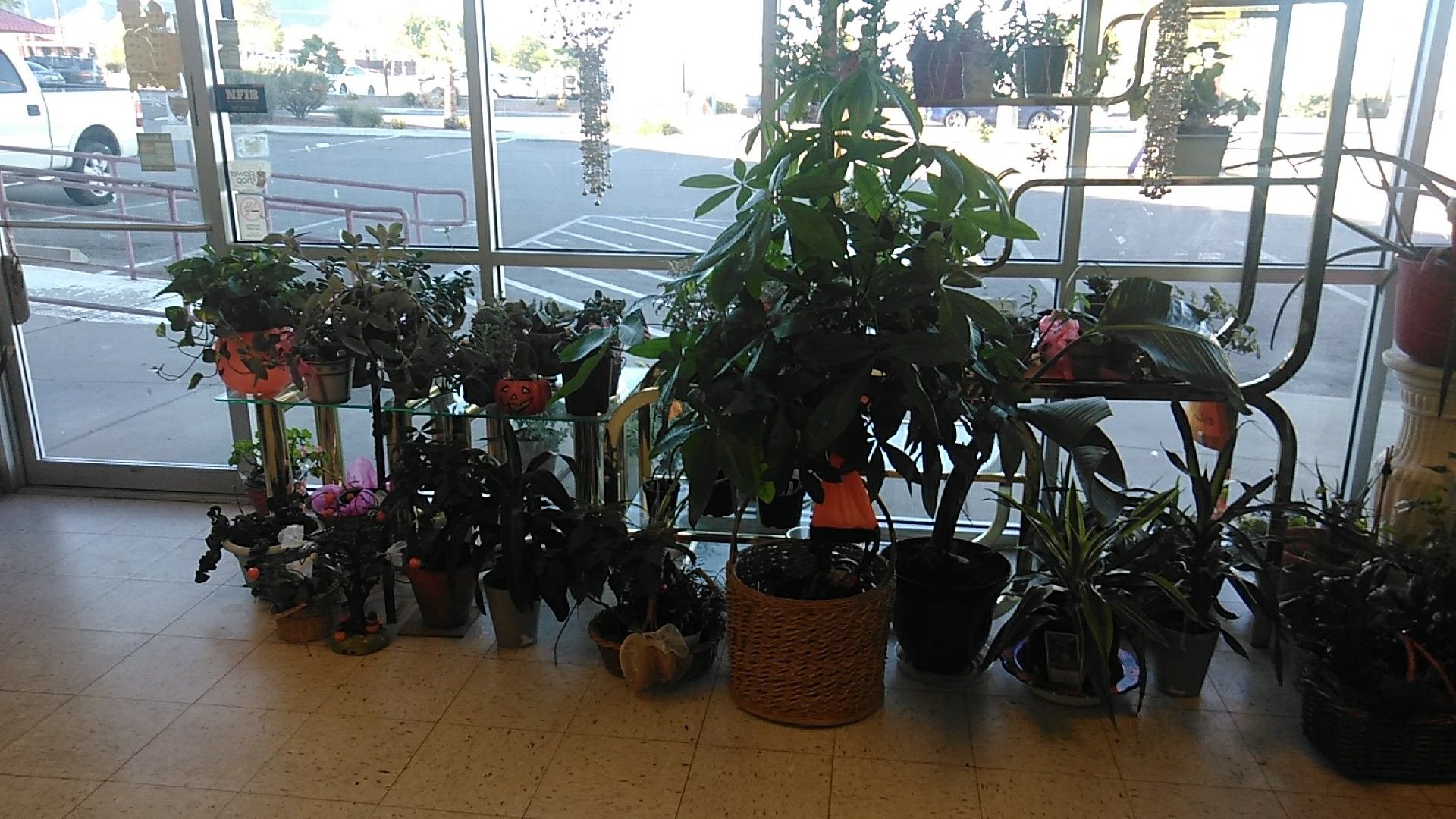 Floreria guadarrama , flower shop