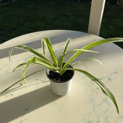 Spider Plant ‘Chlorophytum comosum’ (Out/In Door Life Plant)