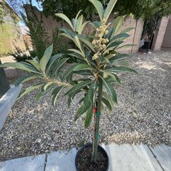 Grafted Champagne Loquat 
