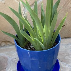 Tall Bearded Reblooming Iris