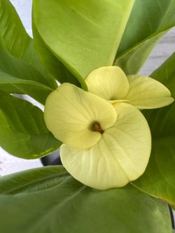 Corona de cristo flor grande