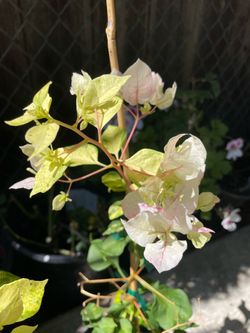 Specialty***Bougainvillea “Sunstone” white; Rasberry Ice (variegated leaves), Gold Topaz etc…95820