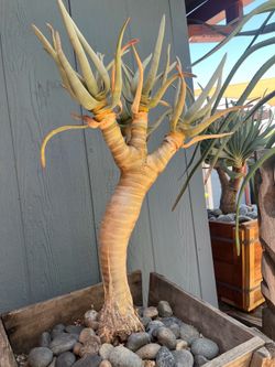 Aloe dichotoma