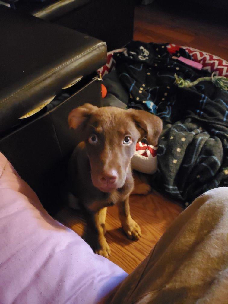 Puppy for sale doberman mixed with lab