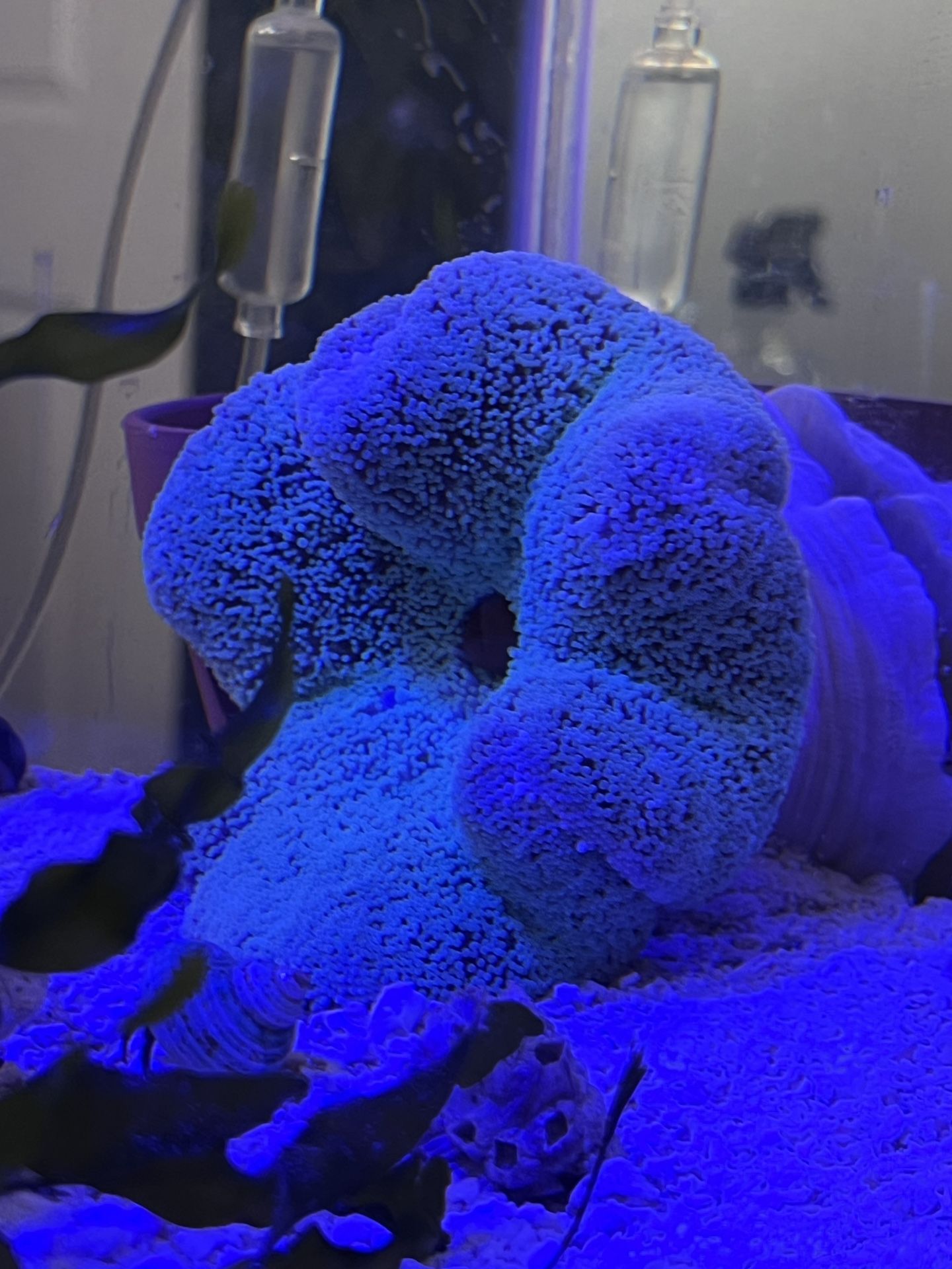 Mint Haddoni Carpet Anemone – ~7.5” – Healthy & Established