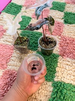 Pink Nobilis +Corms