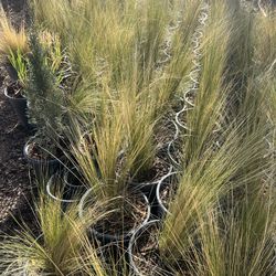 Mexican grass