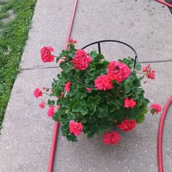 Geranium Flower 