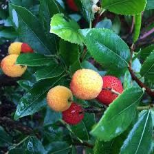 Strawberry Tree