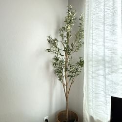 Olive Tree With Stand