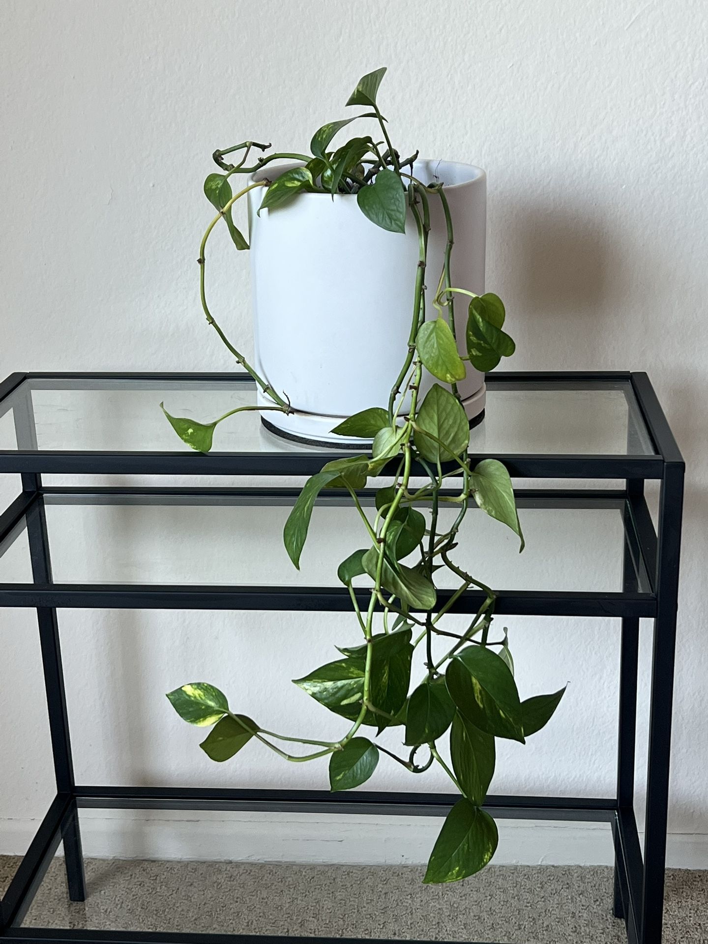 Modern Ceramic Planter + Trailing Pothos — $30