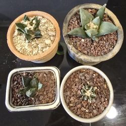 Ariocarpus Retusus, Kotsch, Godzilla