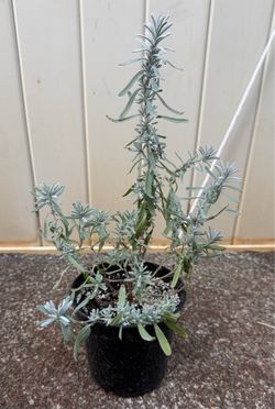 Lavender Plant