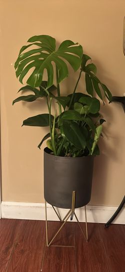 Medium Monstera 