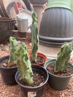 Totem Pole Cactus