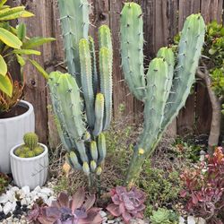 Myrtillocactus Geometrizans Blue Candle Monstrose Cactus 