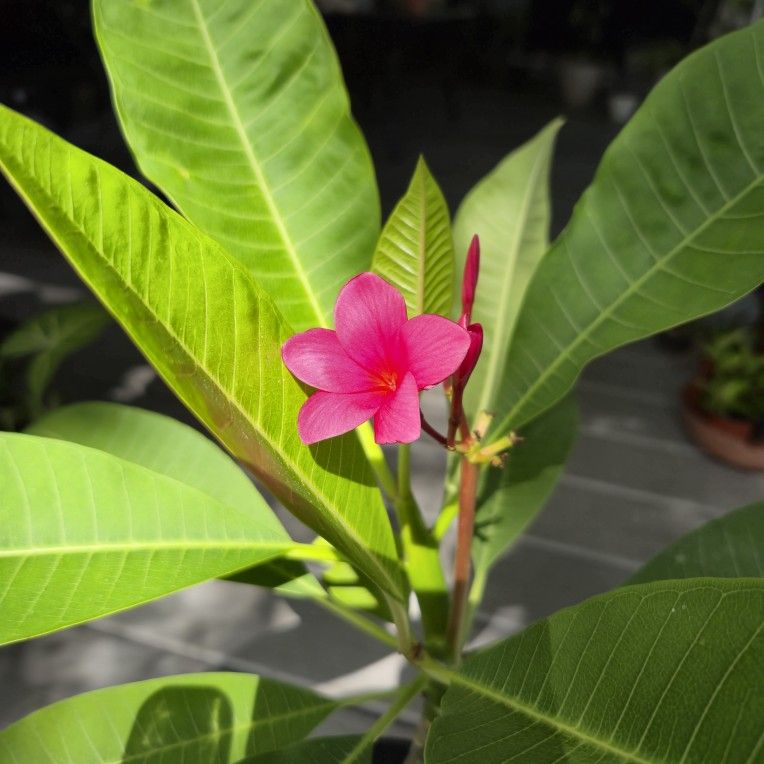 Deep Pink Plumeria 26" Tall.