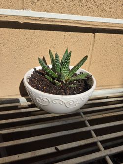 Suculenta