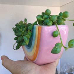 Plants 