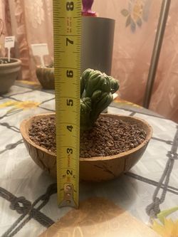 Cactus 🌵 Moustroso