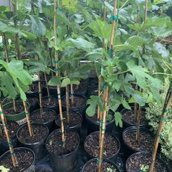Fig Trees 