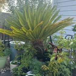 Sago Palm Tree
