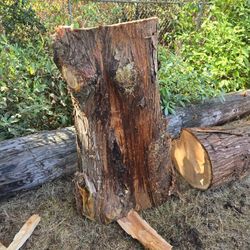 Carving Log. CEDAR 