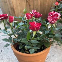 Potted Mini Roses  