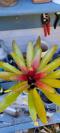 Large Neoregelia Bromeliad