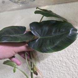 Philodendron BURL Marx Cuttings Rooted In Water