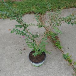 Crepe Myrtle