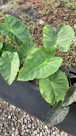 Large green elephant ear, Plants