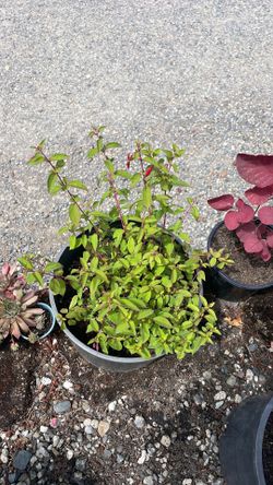 Upright fuchsia, bush with red flowers